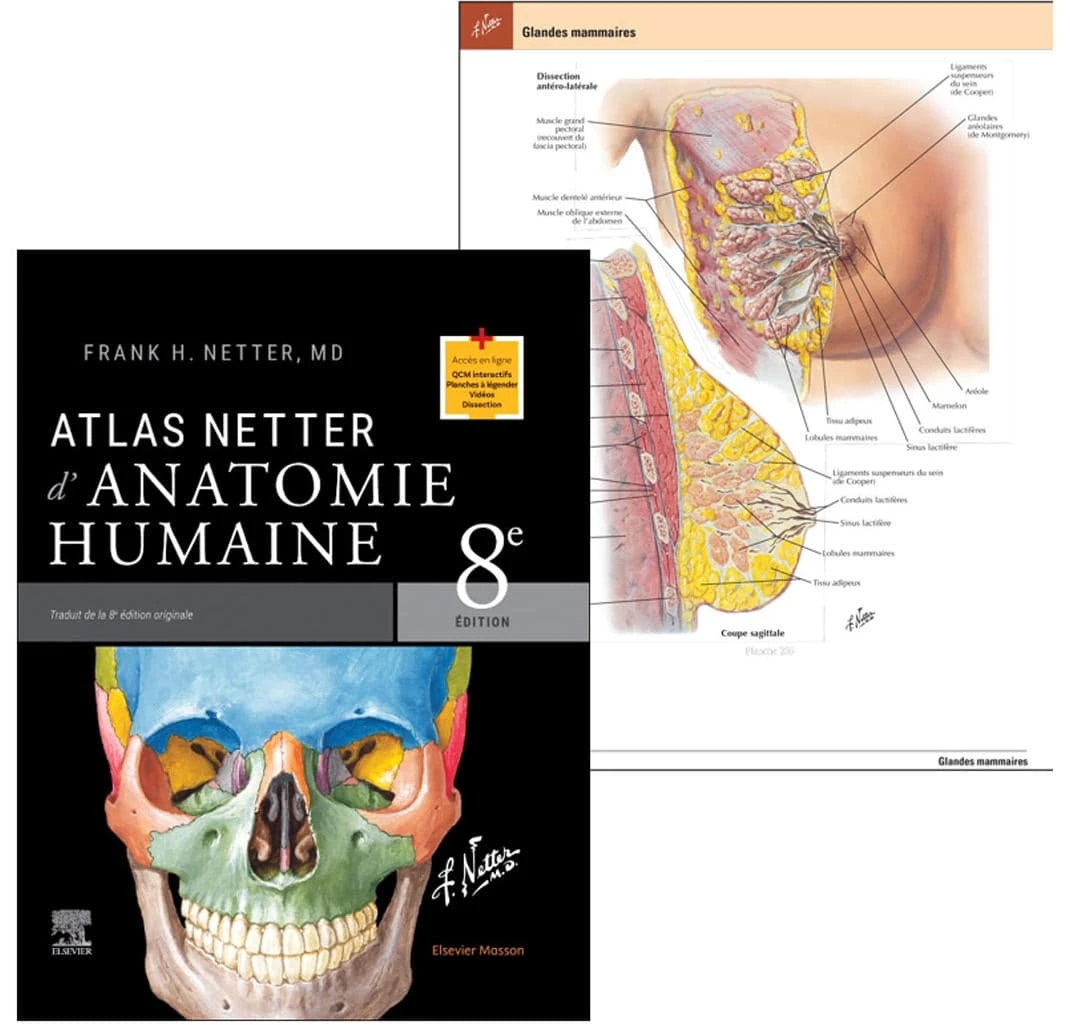 Banner - Atlas Netter d'anatomie humaine