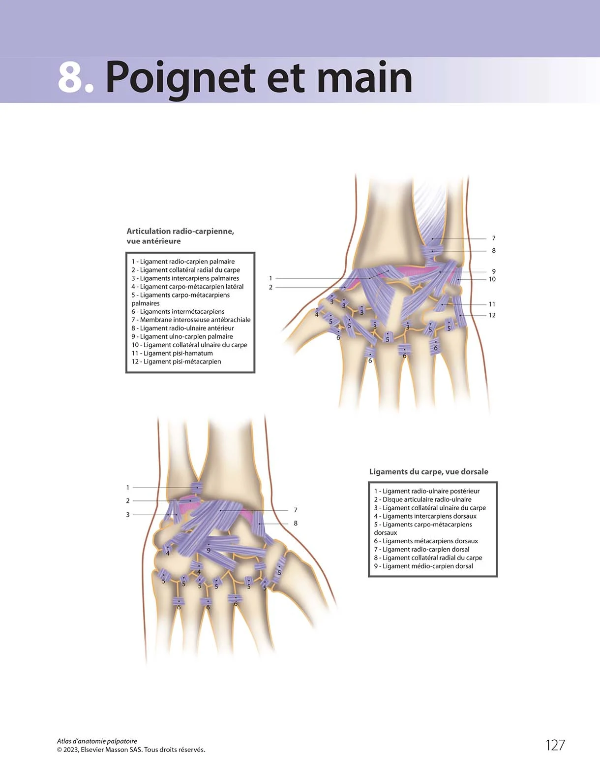 Arthrologie Main Poignet