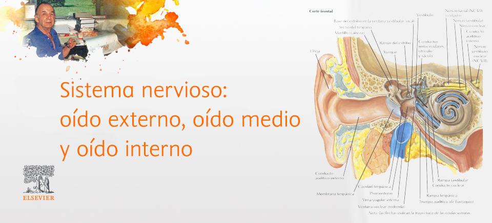 estructura del oido interno