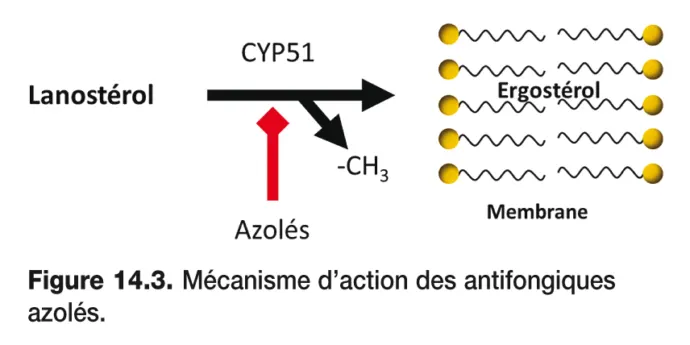 antifongiques-azol-s-pharmacologie