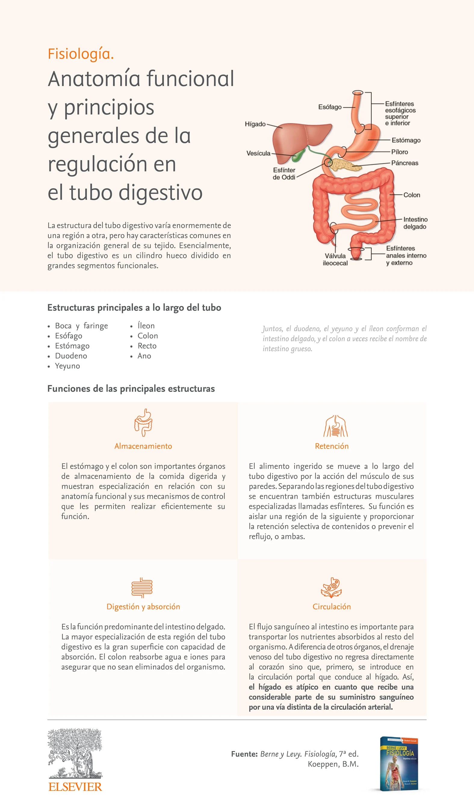Infografia Berne and Levyfisiologia anatomia funcional