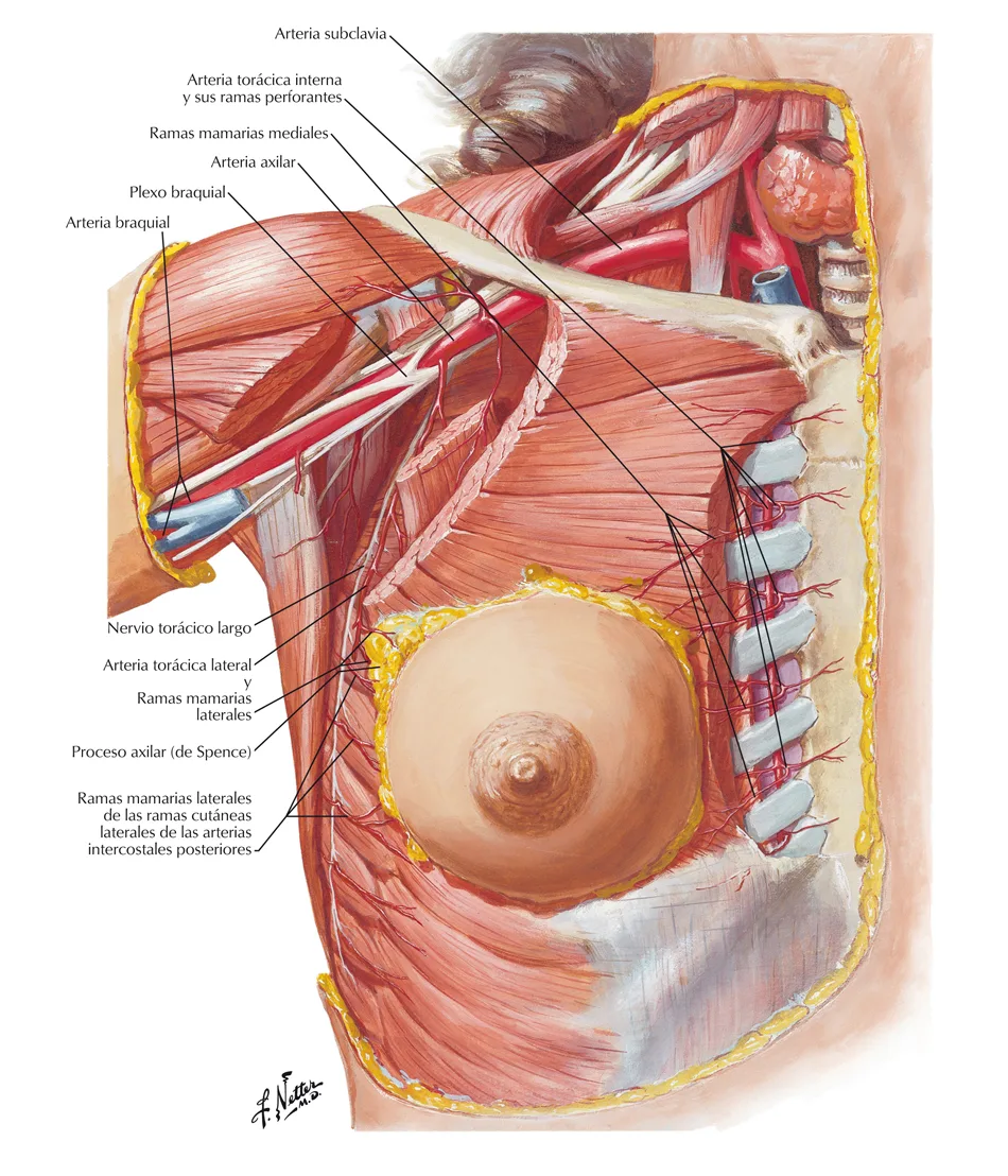 Glándula mamaria Anatomía