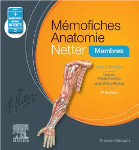 membres memofiches anatomie Netter
