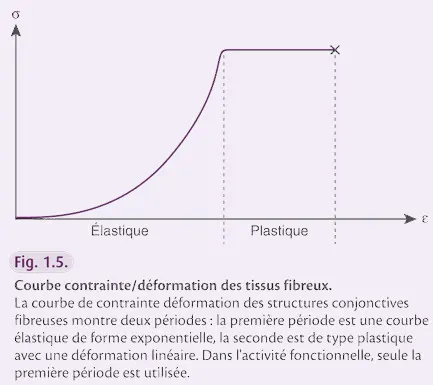 Courbe contrainte/déformation des tissues fibreux.