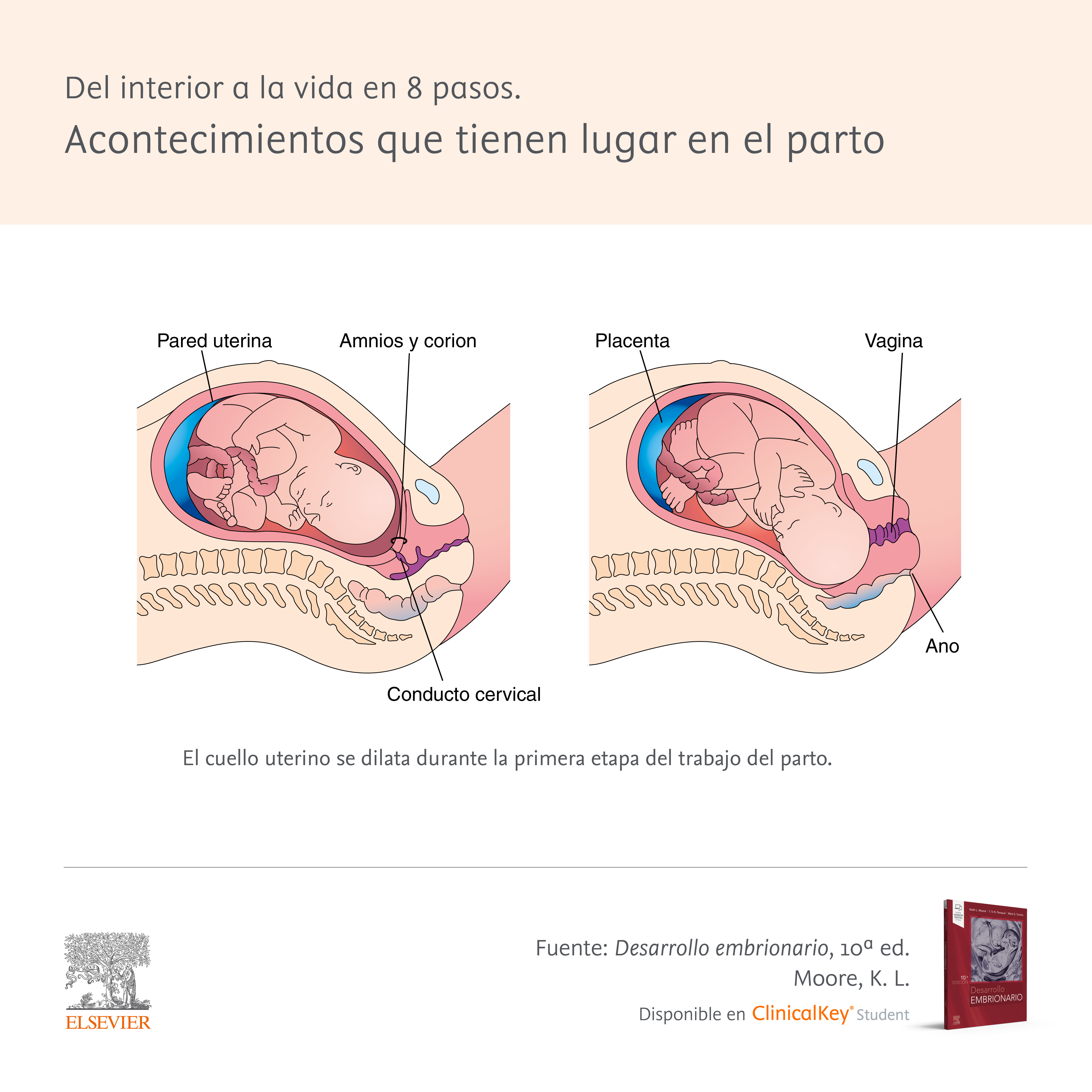 etapas y fases del trabajo de parto