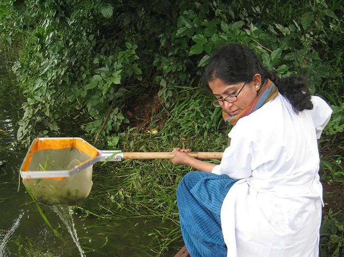 Prof Gawsia Wahidunnessa Chowdhury collects freshwater macroinvertebrates using a D-shaped handheld net.