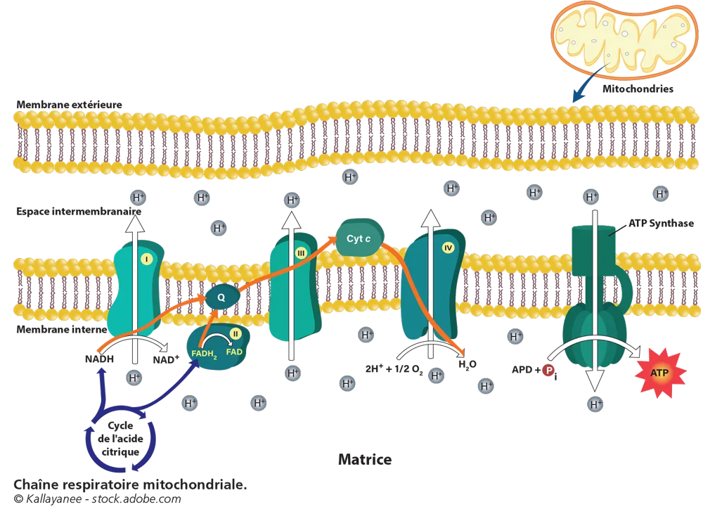 Fiche 12 - Cellule Mitochondries