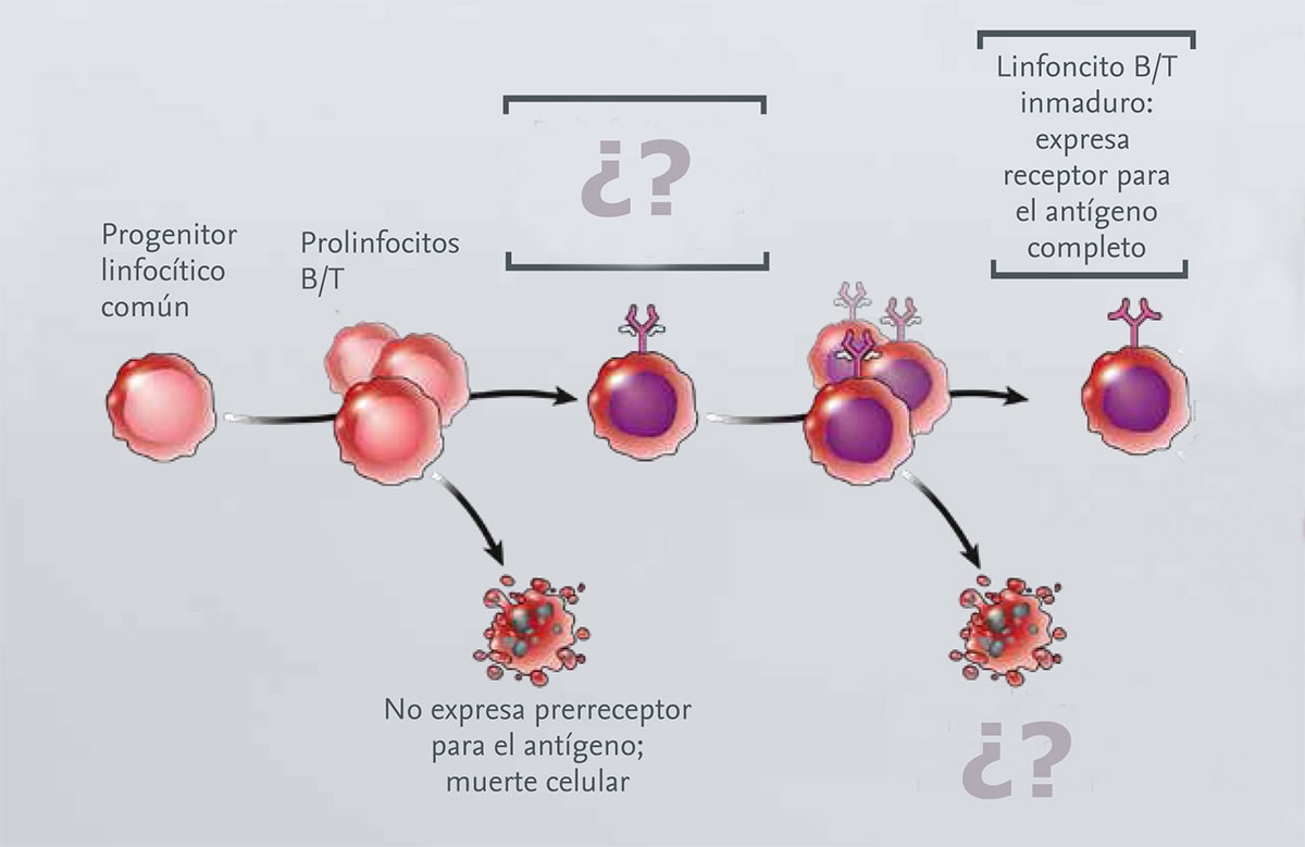 Fases De Maduración De Los Linfocitos: Claves Para Generar Nuestras ...