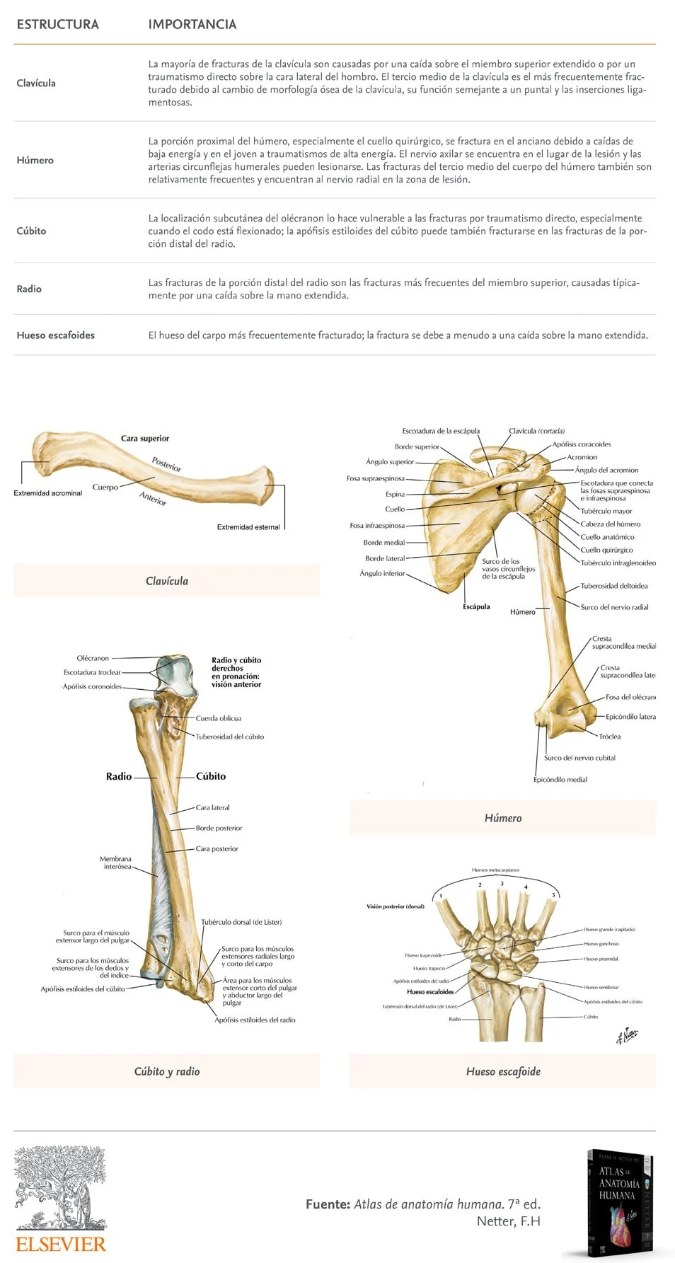 Sistema esquelético. Estructuras anatómicas e importancia clínica