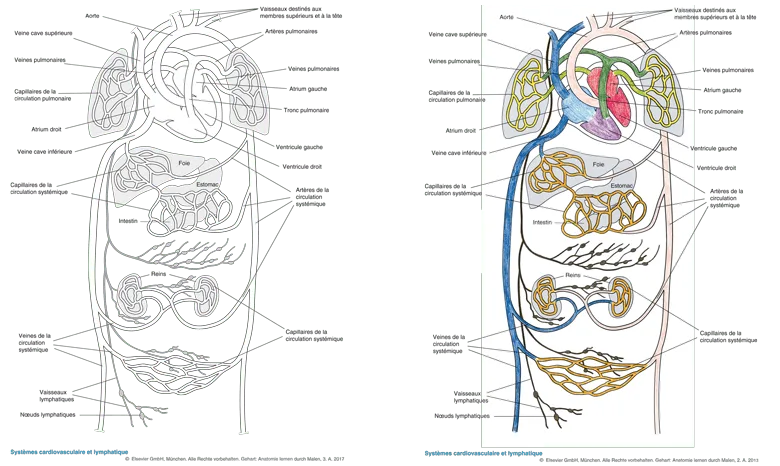 Système cardiovasculaire et lymphatique