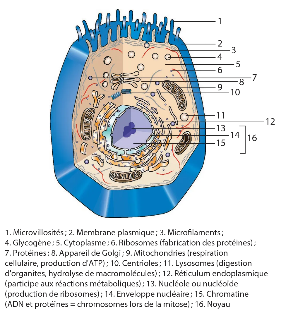 Fiche 12 - Cellule Structure et organisation