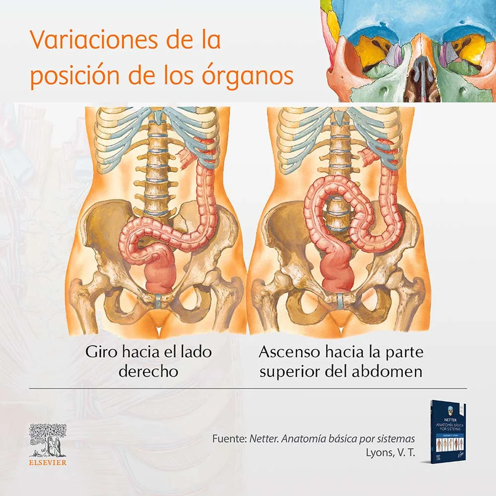 Variaciones de la posición de los órganos - abdomen