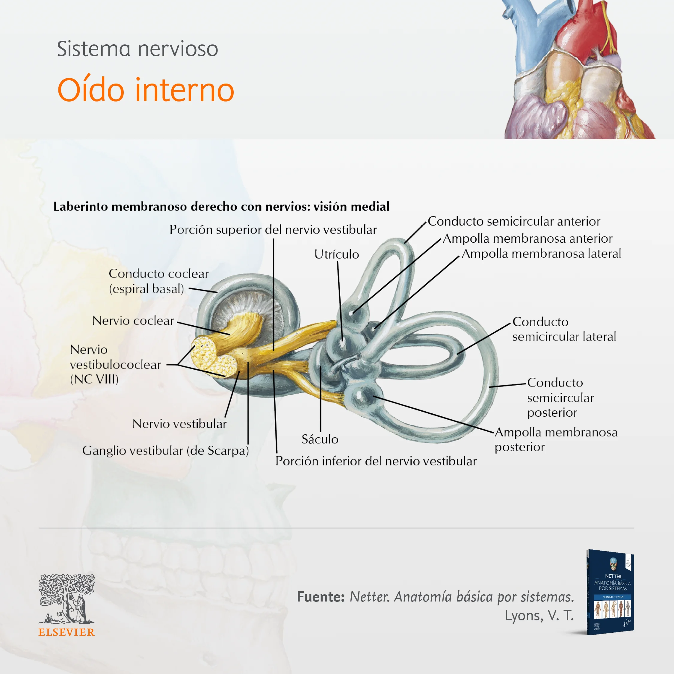 Sistema nervioso - Oído interno