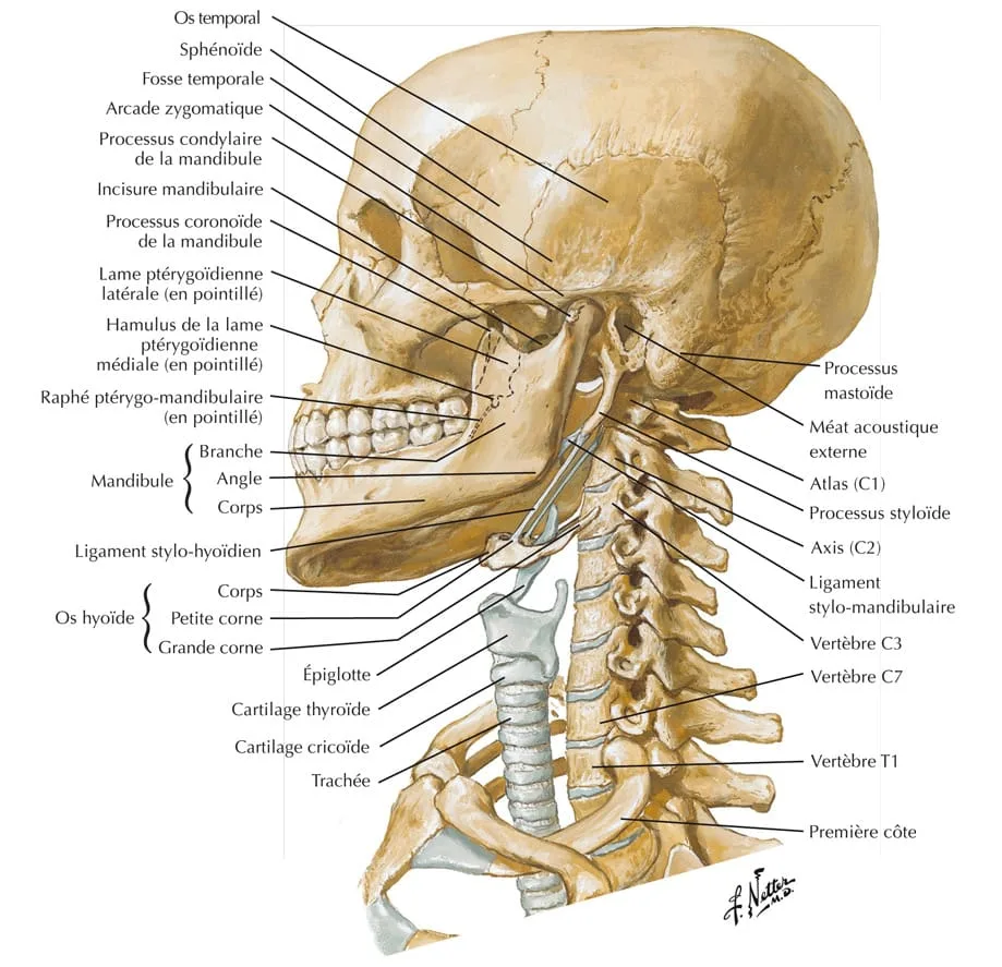 Squelette osseux de la tête et du cou.