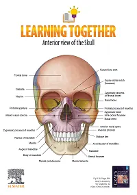 Anterior and Posterior view of the Skull A4 Poster, Gray’s Anatomy for Students 4th Edition