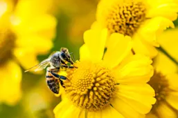 Bee gathering nectar and pollen on yellow flowers