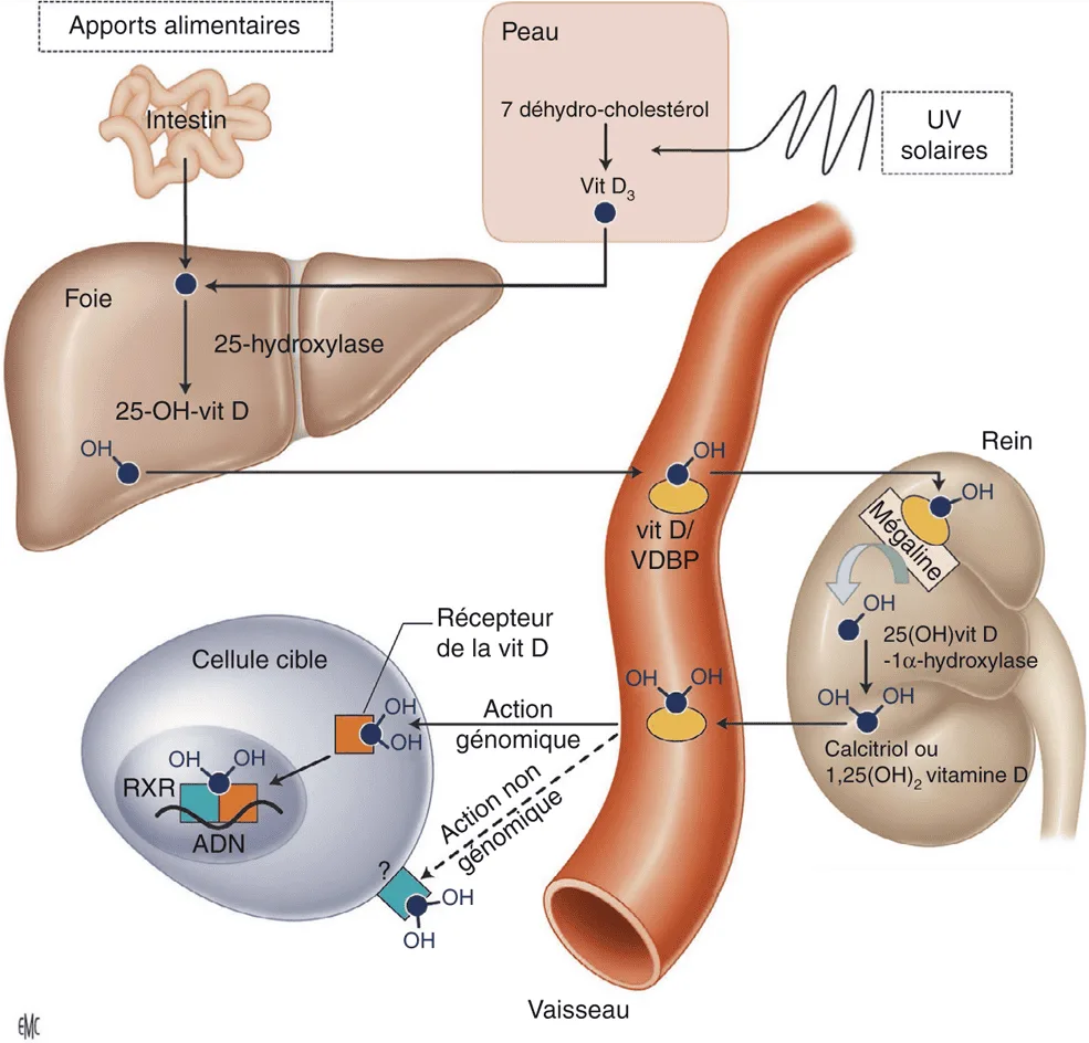 Métabolisme de la vitamine D