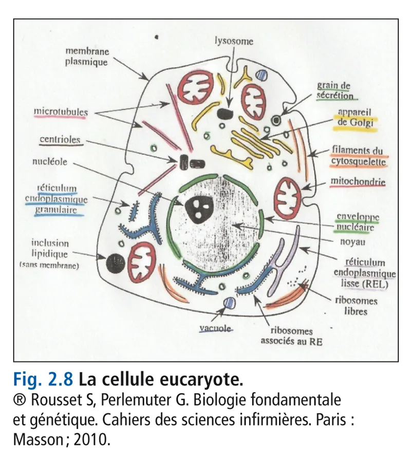Fig 2-8 La Cellule Eucaryote