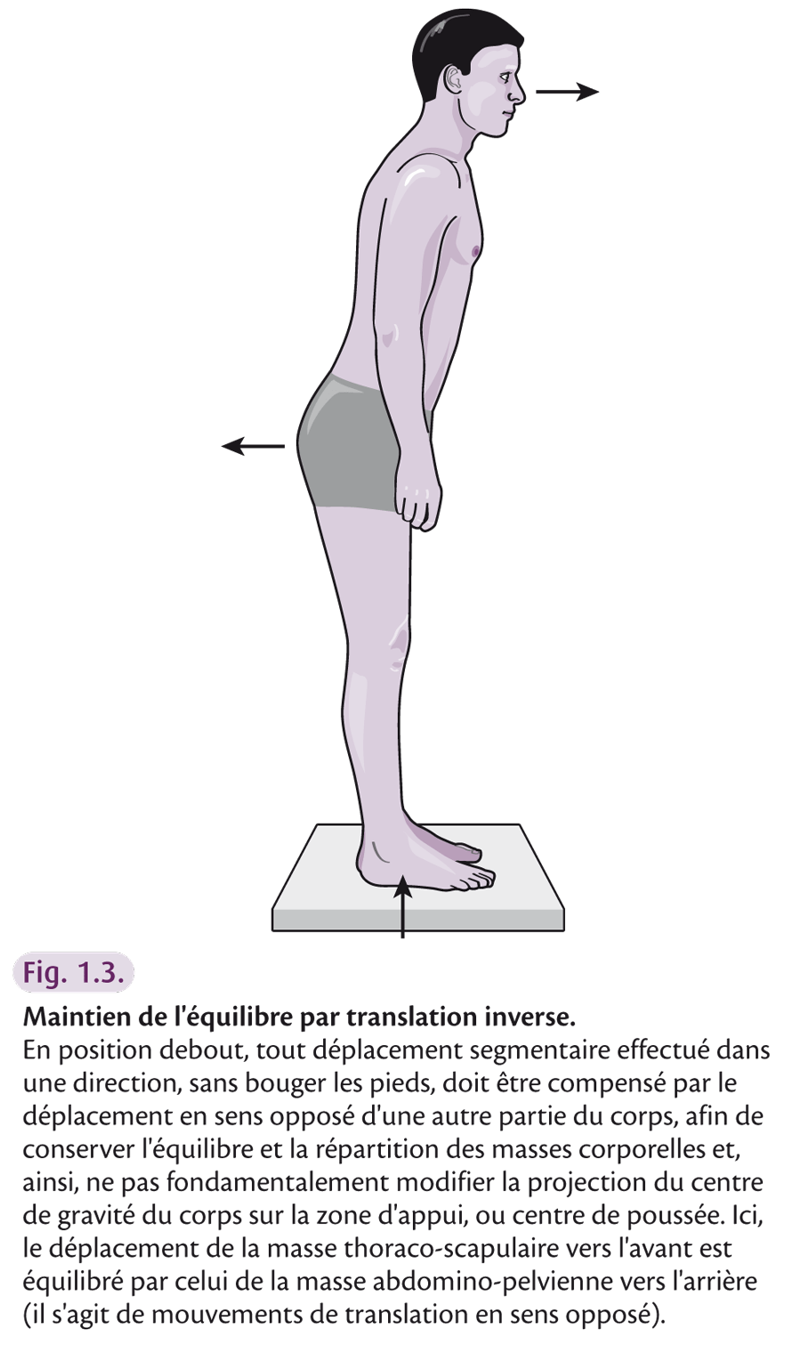 Posture et équilibre : deux notions différentes
