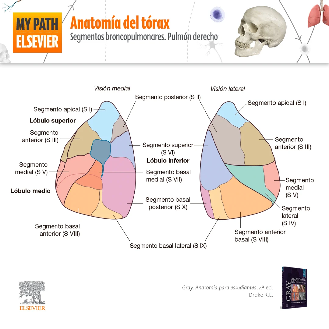 Anatomia del torax 2