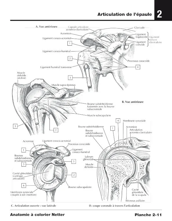 Articulation de l'épaule