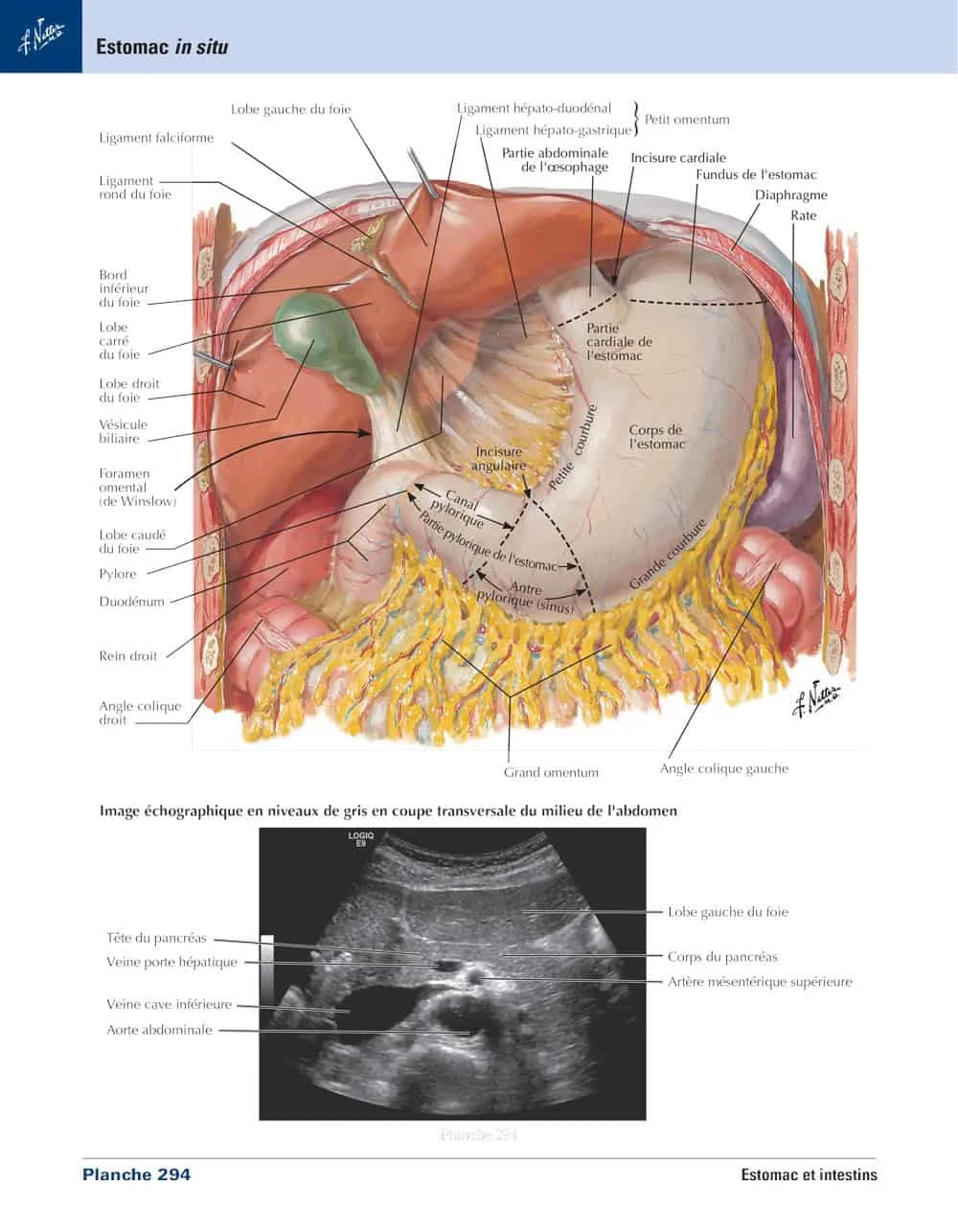 Planche 294 : Estomac in situ