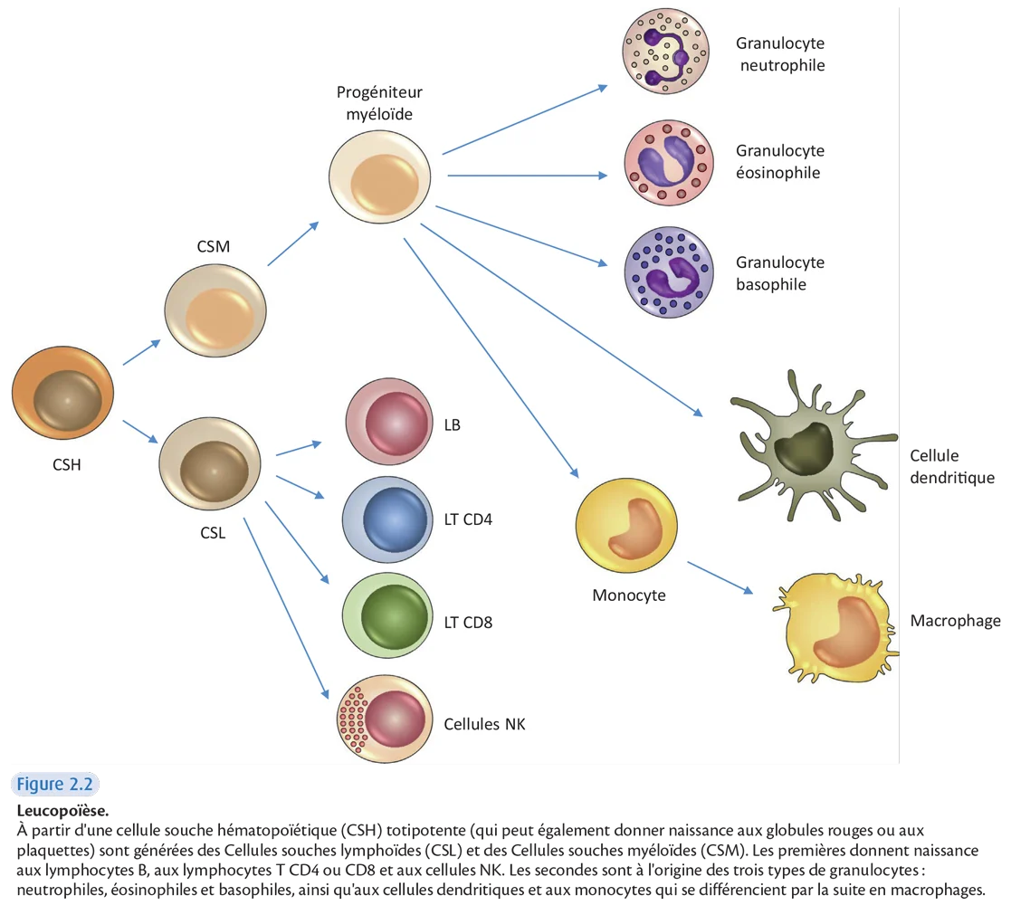 Rôles des cellules NK dans la réponse immunitaire. A. Effets