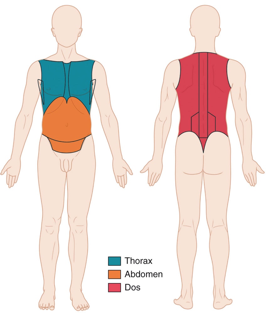 Anatomie générale : le tronc 