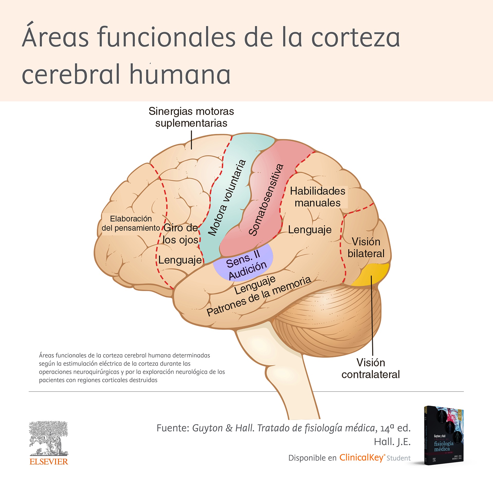 diagrama de partes del cerebro