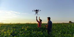 Two researchers launch a drone in a cornfield