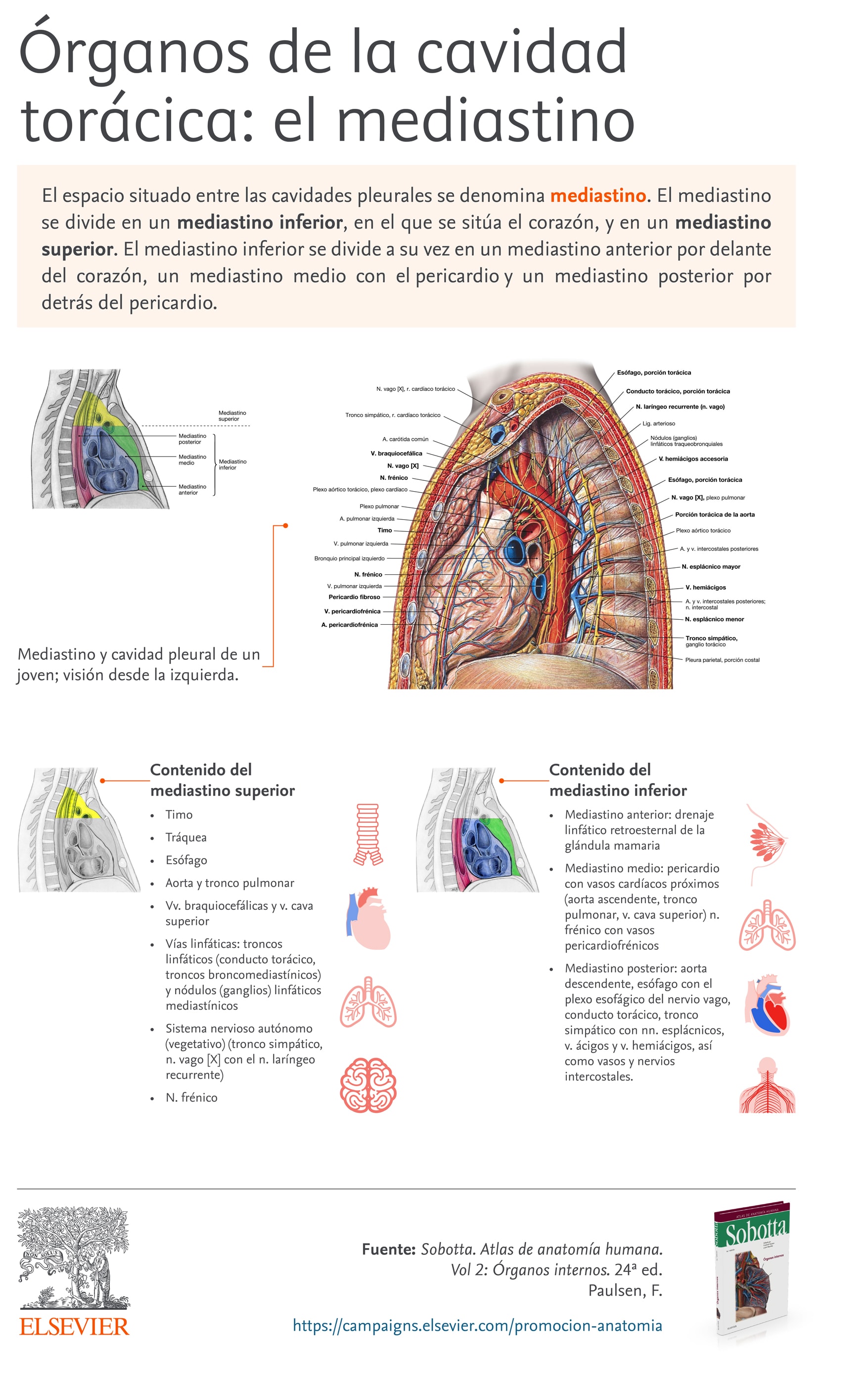 anatomia del mediastino anteriore