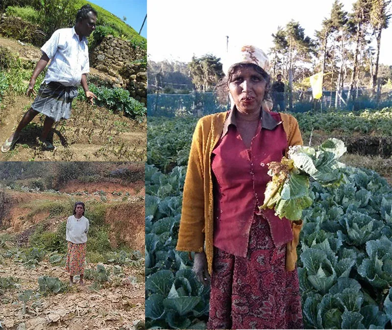A photo collage of farmers in infected fields in Sri Lanka. Note: most of the small-scale farmers are women. (Photo courtesy of Prof Renuka Attanayake)