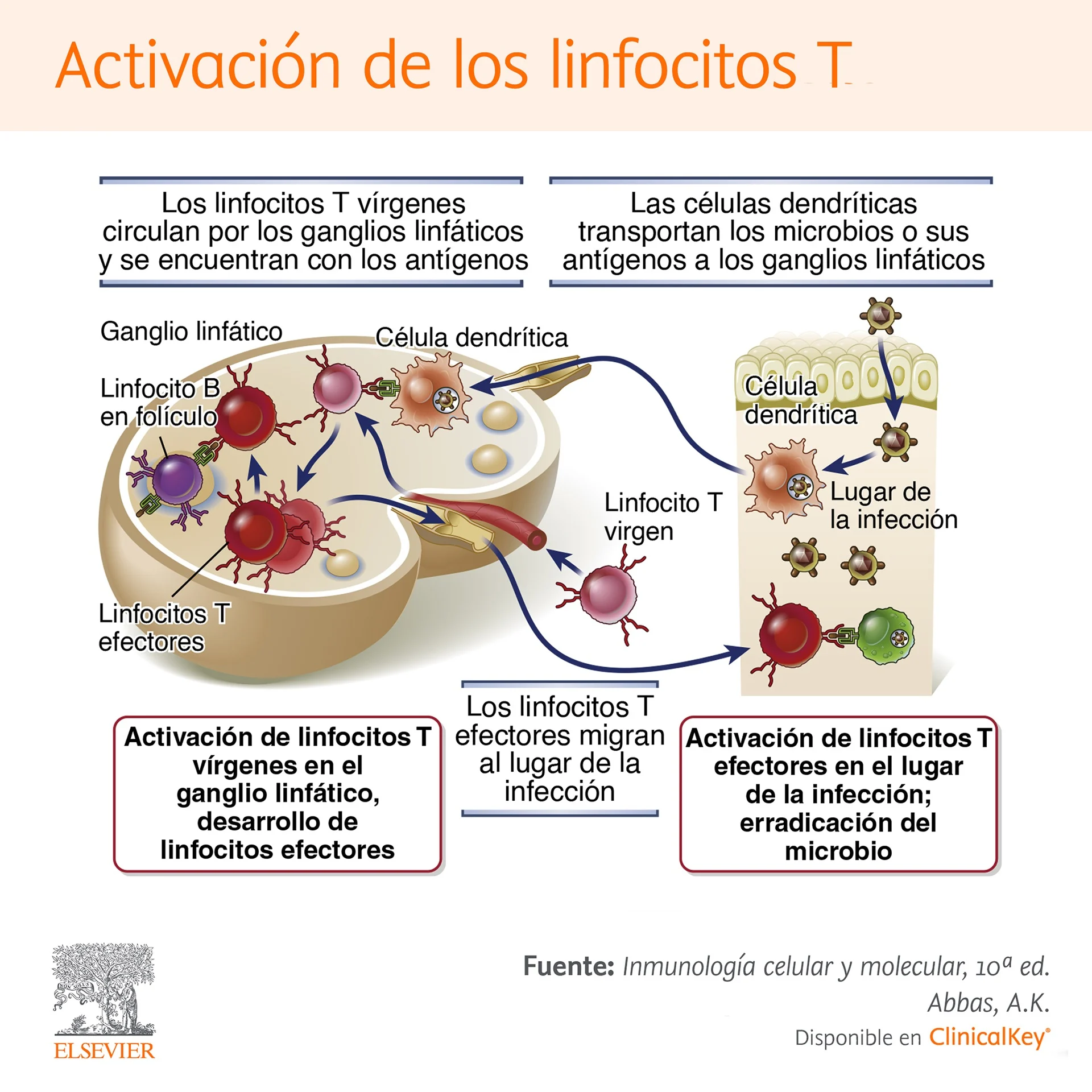 Activación de los linfocitos T