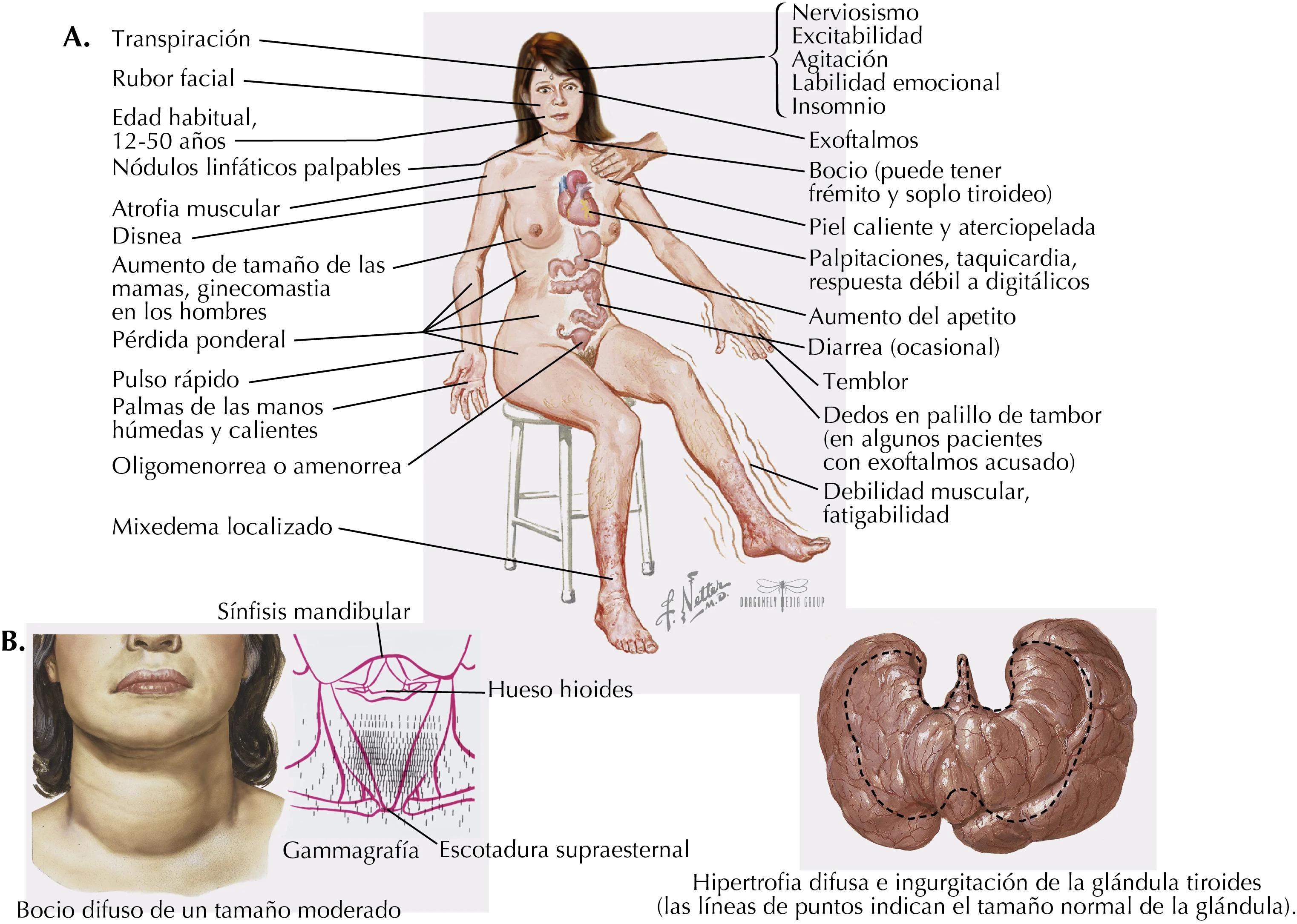 9 efectos fisiológicos de la hormona tiroidea