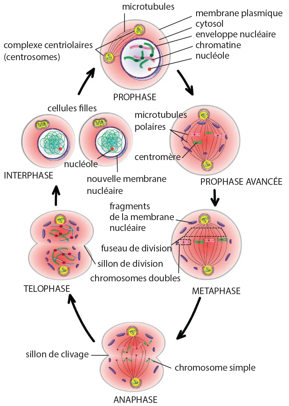 Fiche 12 - Cellule Cycle