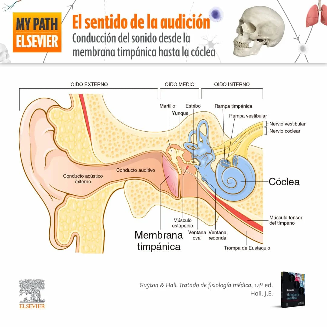 Plantilla Infografia BTU H2Sentido de la audicion