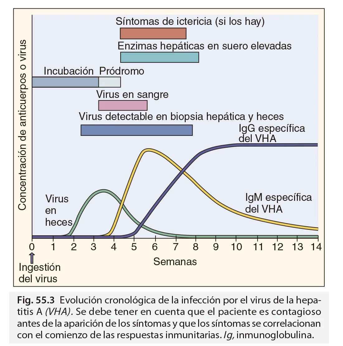 Tabla 2 - Virus de la hepatitis
