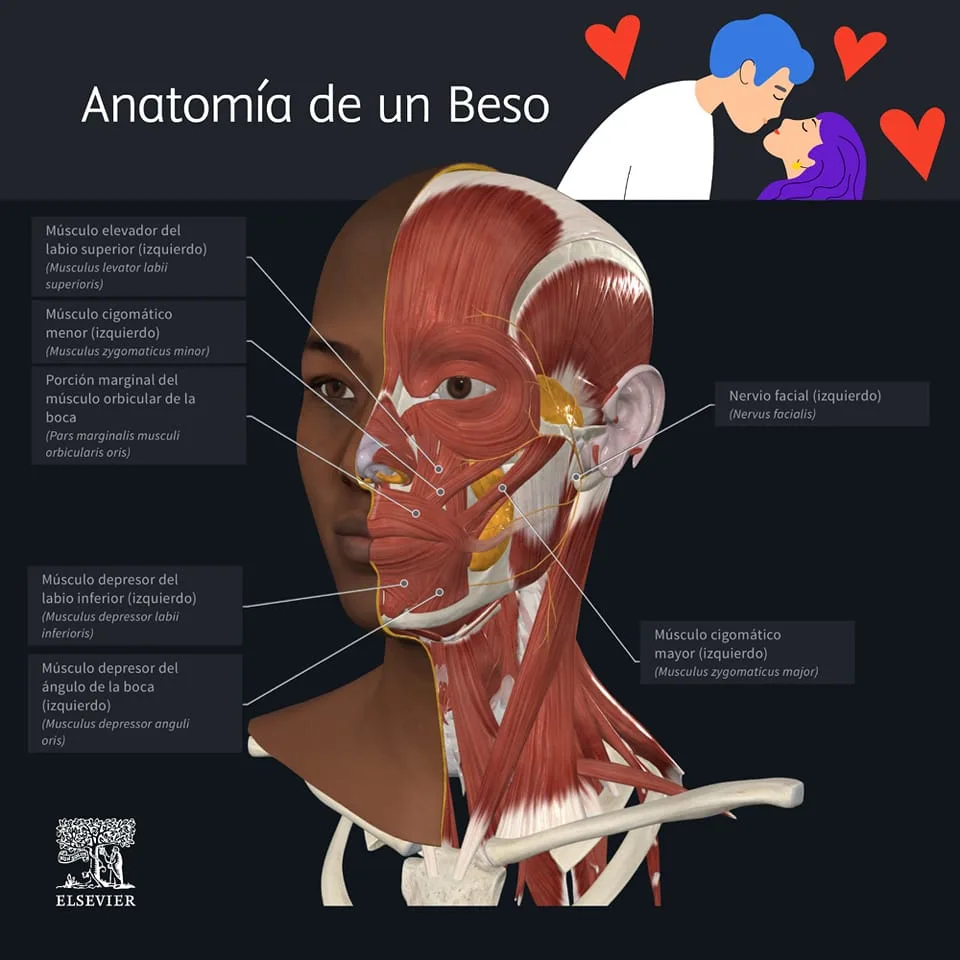 Anatomia de un Beso