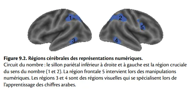 Figure 9.2 Régions cérébrales des représentations numériques
