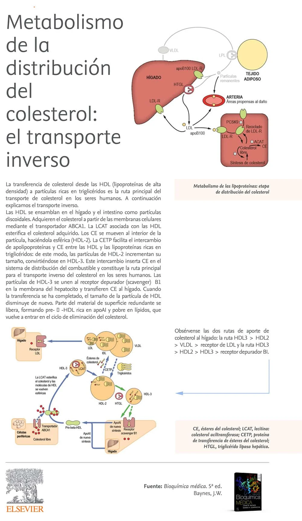 Infografia Baynes Transporte inverso del colesterol