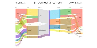 This Sankey diagram was produced from data within Elsevier’s Biology Knowledge Graph and shows relationships among the disease endometrial cancer and associated entities, including drugs and proteins. (Source: EmBiology)