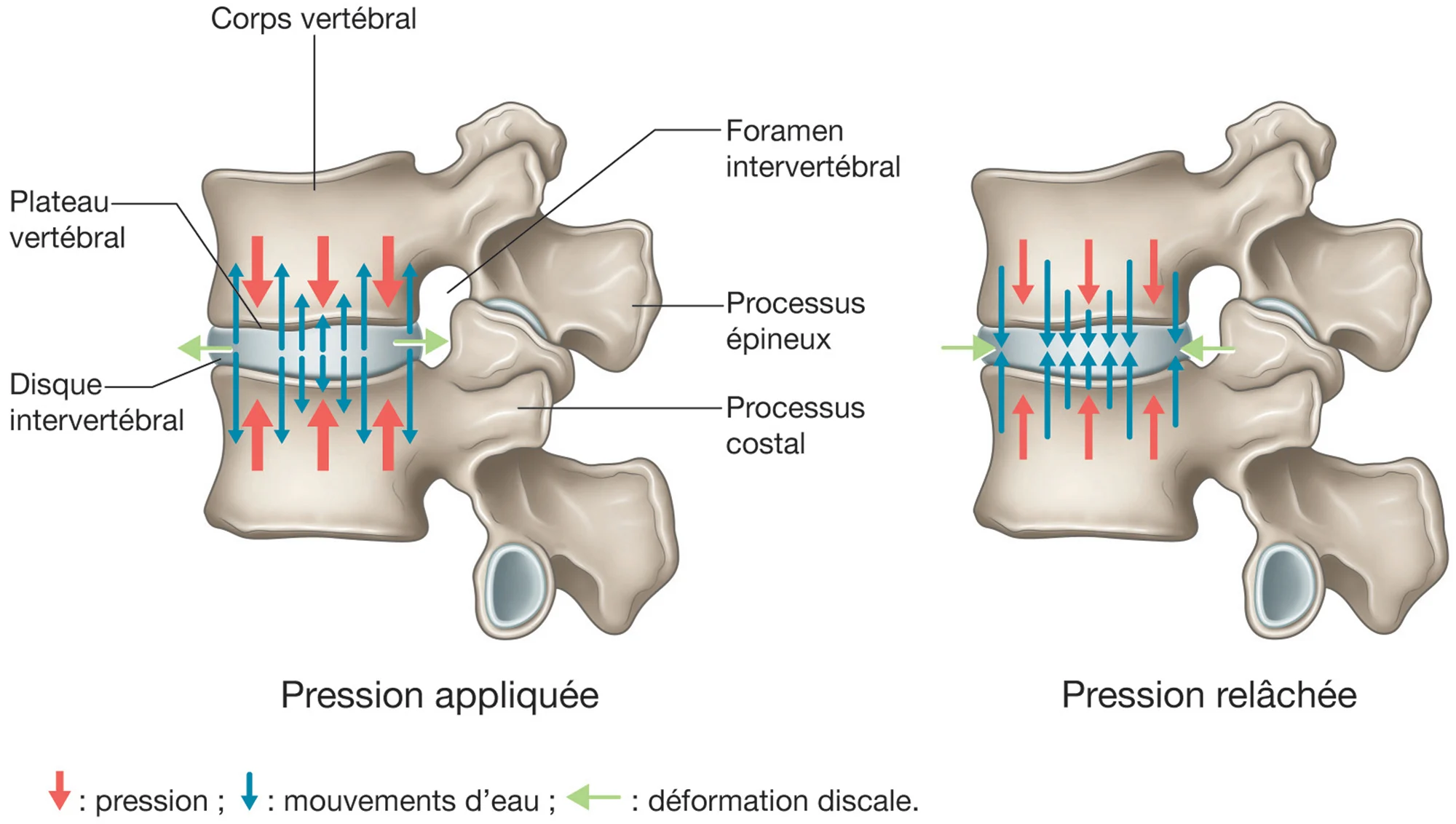 Plaque osseuse de compression vertèbre cervicale – Système II