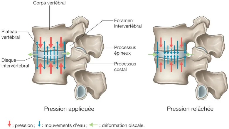 Figure 8.3 Les échanges discaux.