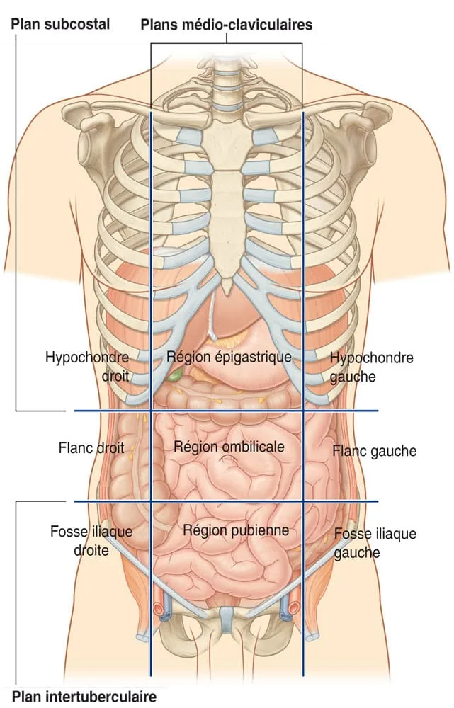 Anatomie générale des muscles du corps humain