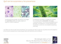 Clasificación, estructura y replicación de las bacterias