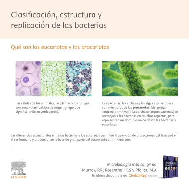Clasificación, estructura y replicación de las bacterias