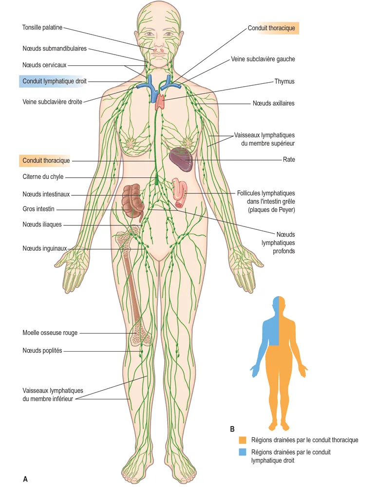 Le système lymphatique. A. Principales composantes du système lymphatique. B. Drainage lymphatique régional