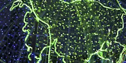 Blue and green world map