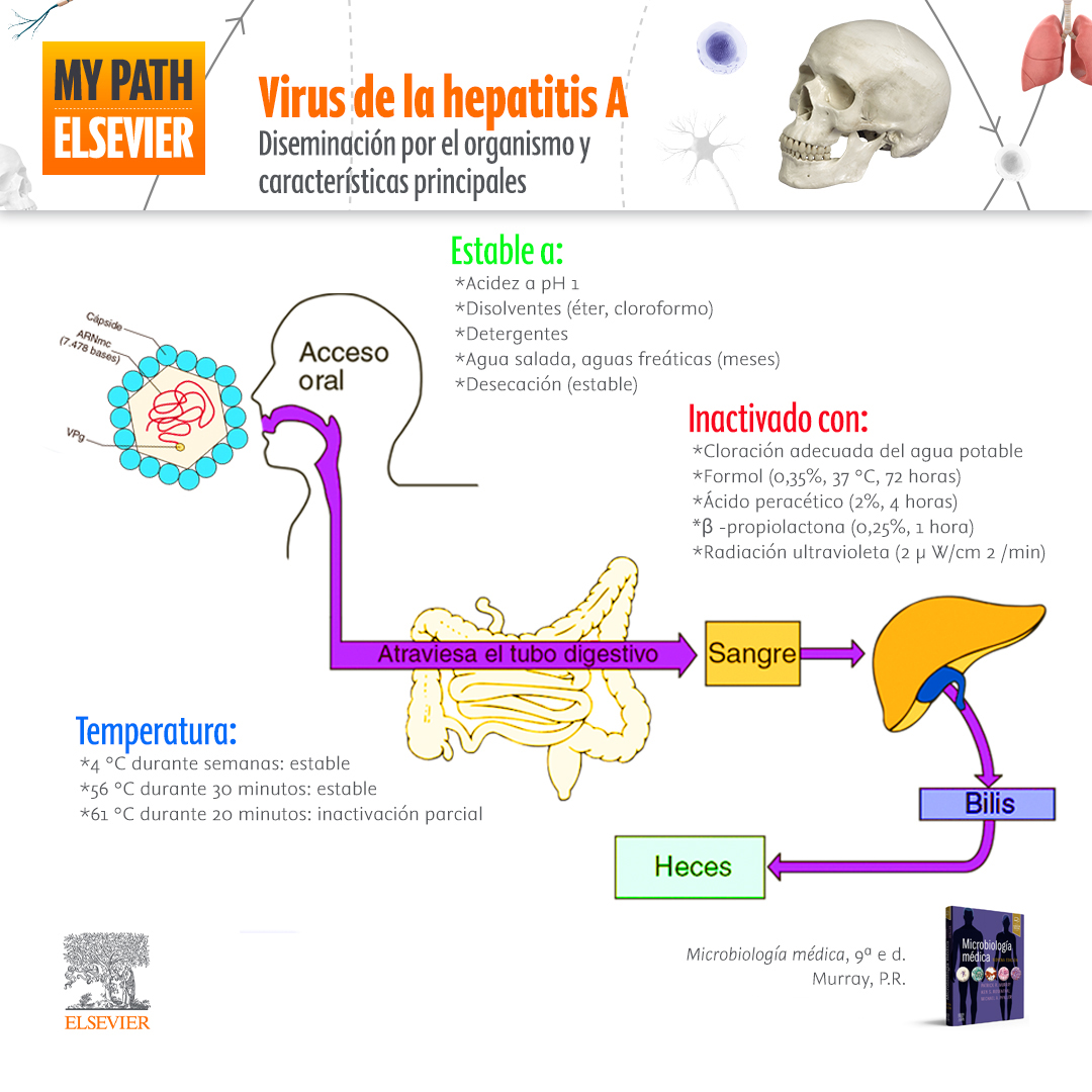 fotos del virus de la hepatitis a