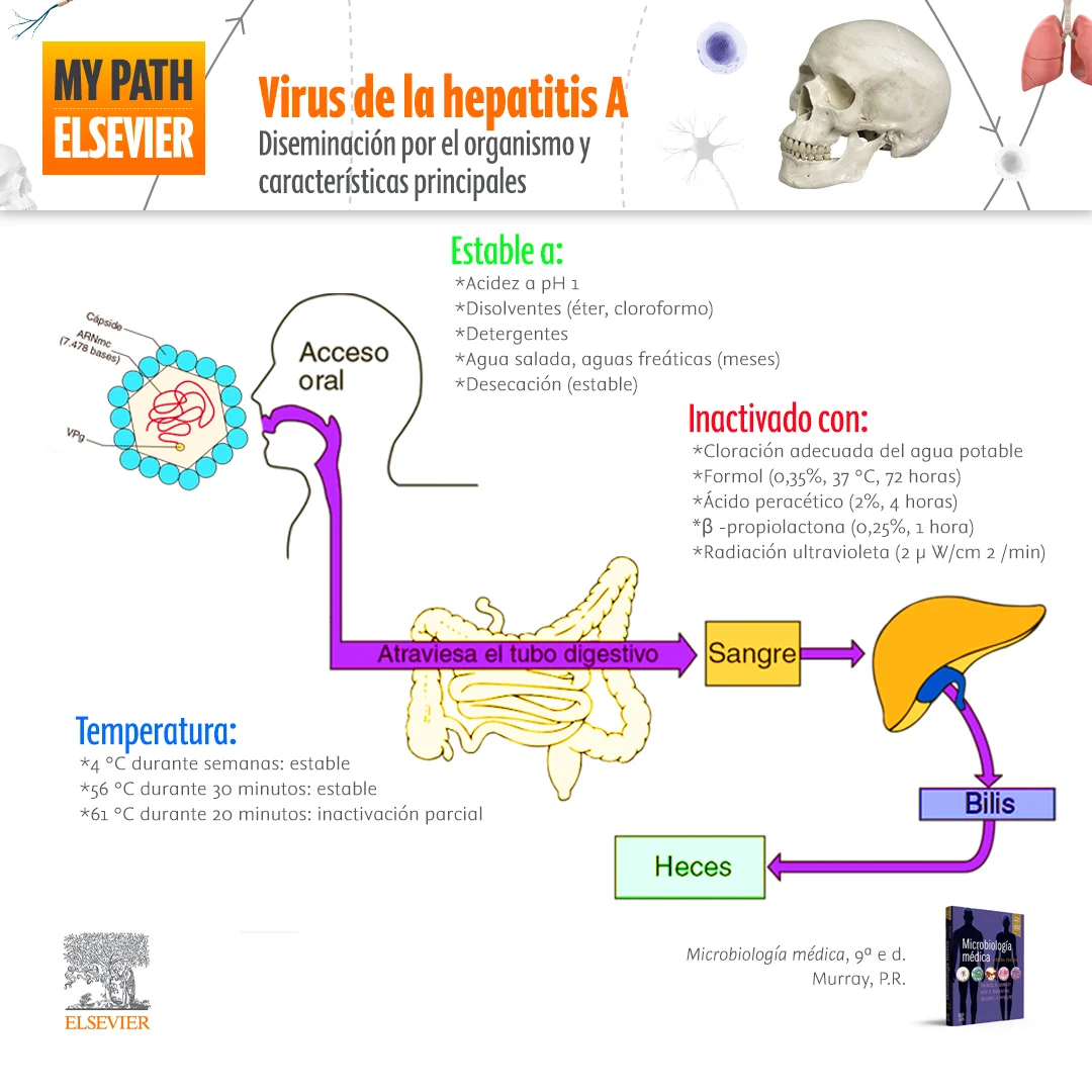 Infografia: Virus de la hepatitis A